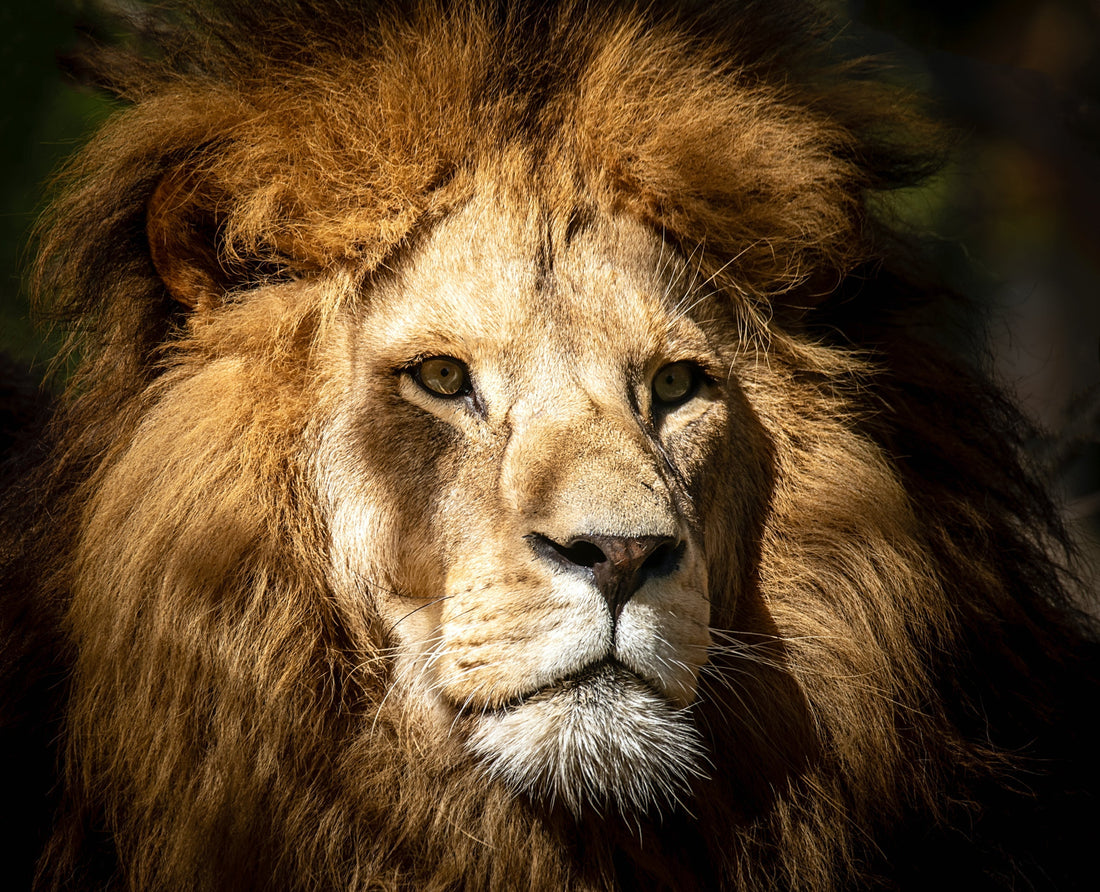 What The Lion King Teaches Us About The Power Of Story - miltonschorr.com